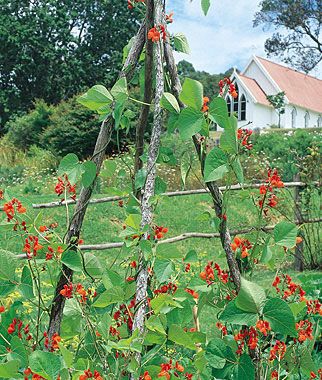 Scarlet Runner Beans | The Peterborough & Area Master Gardeners Fall Vegetables To Plant, Teepee Trellis, Bean Garden, Climbing Structure, Scarlet Runner Beans, Training Vines, Snap Beans, Magic Beans, Bean Varieties