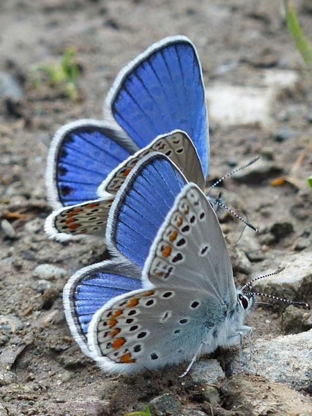 Karner Blue Butterfly, Botanical Floral Art, Garden Of Earthly Delights, Moths And Butterflies, Butterfly Photos, Beautiful Bugs, Butterfly Pictures, Insect Art, Butterfly Garden