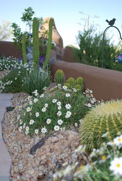 Landscape Design Ideas, Pictures, Remodels and Decor Southwest Landscape Ideas Arizona, Desert Garden Ideas Drought Tolerant, Blue Flowering Plants, Primrose Plant, Arizona Gardening, Light Purple Flowers, Low Water Gardening, Sun Loving Plants, Southwest Desert