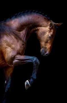 Canturano Z Holstei Canturano Z Holsteiner double registered Zangersheide sporthorse jumper stallion. English Thoroughbred, Horse Anatomy, Bay Horse, Horse Wallpaper, Most Beautiful Horses, Horse Portrait, Majestic Horse, All The Pretty Horses, Horse Crazy