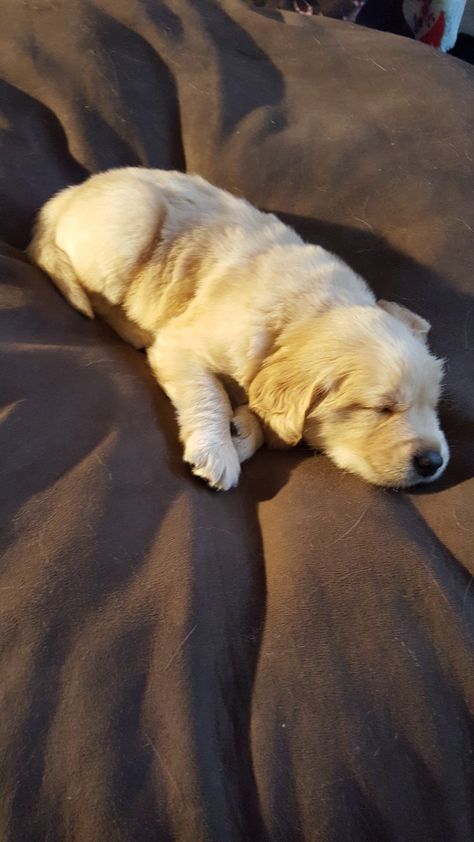 Golden Retriever Laying Down, Dog Therapy, Golden Art, Retriever Puppies, Dream Dog, Adorable Puppies, Golden Retriever Puppy, Retriever Puppy, Golden Retrievers