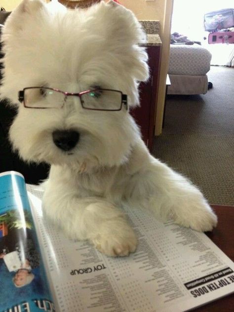 Westie Dogs, Silly Dogs, White Terrier, White Dog, West Highland White Terrier, Wearing Glasses, Silly Animals, Blue Heeler, Cute Little Animals