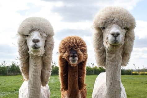 These alpacas just had a fresh haircut and they look like shear (ahem) unbridled joy now. To Look