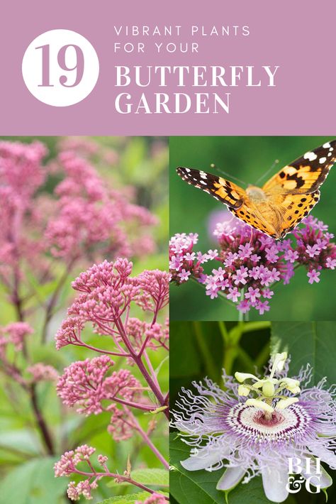 Diy Butterfly Garden, Butterfly Garden Plants, Garden Butterfly, Butterfly Plants, Hummingbird Garden, Diy Butterfly, Butterflies And Flowers, Butterfly Bush, Plant Ideas