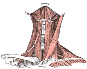 Muscles Of The Neck, Gross Anatomy, Craniosacral Therapy, Facial Nerve, Muscular System, Muscle Anatomy, Anatomy For Artists, Body Anatomy, Anatomy Drawing