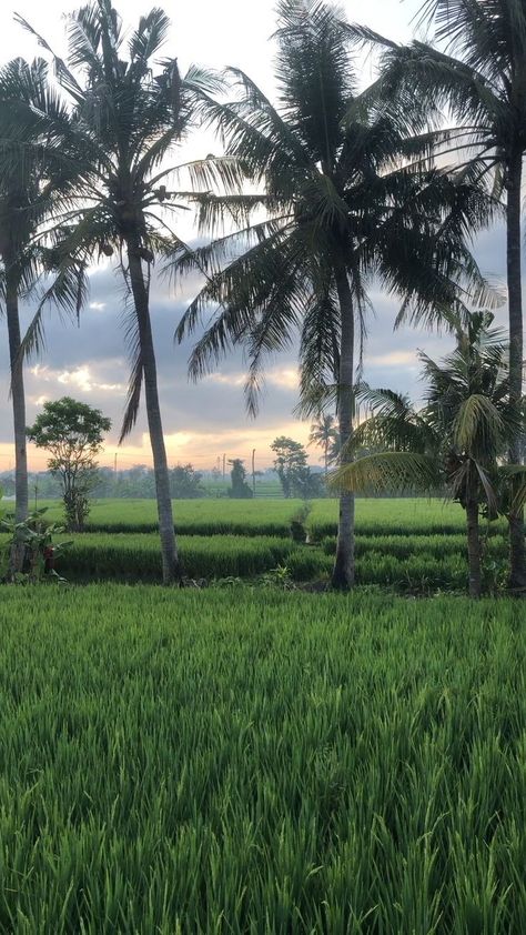 Travel Videos Aesthetic, Bali Rice Fields, Scenery Video, Morning Scenery, Sky Photography Nature, Beautiful Scenery Pictures, Rice Fields, Scenery Pictures, Amazing Nature Photography