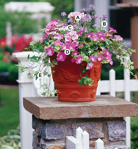 terracotta-container-with-geranium-petunia-050efb3d Licorice Plant, Fall Container Gardens, Scented Geranium, Hedera Helix, Fountain Grass, Container Ideas, Rose Trees, Container Gardens, Plant Combinations