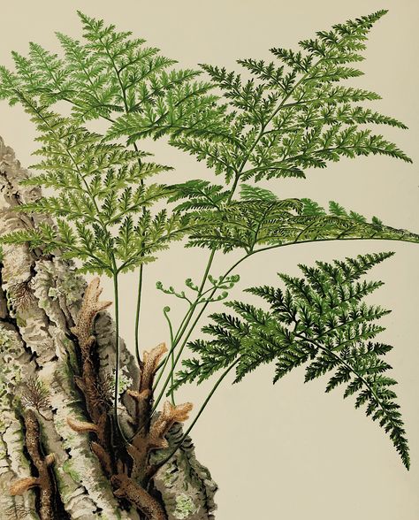 Types Of Fern Plants, Fern Images, Fern Plants, Fern Prints, Fern Tattoo, Ferns Garden, Art Appliqué, Botanical Tattoo, Fern Plant