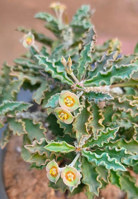 euphorbia decaryi var. capsaintemariensis Euphorbia Decaryi, Euphorbia Flower, Colorful Landscaping, Euphorbia Milii, Wild Plants, Planting Succulents, Succulent, Planting Flowers, Landscaping