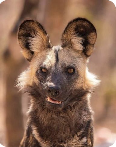 Random Animal Pictures, Hyena Side Profile, Spotted Hyena Photography, African Wild Dog Fursona, Dynamic Animal Poses Reference, Animal Reference Photos For Drawing, Animal Side Profile, Hyena Aesthetics, Hyena Character Design