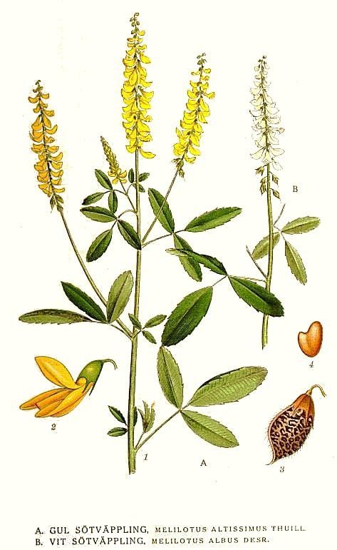 Sweet Yellow Clover Sweet Clover, Clover Tattoos, Illustrations Art, Baby Illustration, Illustration Botanique, Beautiful Flowers Photos, Botanical Illustrations, Plant Painting, Scientific Illustration