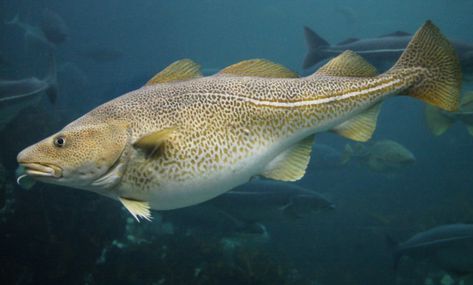 Atlantic Cod Atlantic Cod, Fried Cod, Cod Liver, Cod Fish, Types Of Fish, Newfoundland And Labrador, Wild Food, Big Fish, Newfoundland