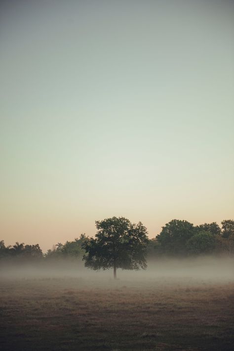 Pride And Prejudice Aesthetic, Fog Images, Misty Woods, Fog Photography, Foggy Landscape, Morning Photography, Spring Images, Sunrise Photos, Tree Images