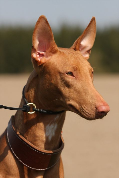 The Pharaoh Hound - one of the most ancient breeds Dog Therian, Morkie Dogs, Ibizan Hound, Pharaoh Hound, Old Dogs, Hound Dog, Beautiful Dogs, I Love Dogs, Animals Beautiful