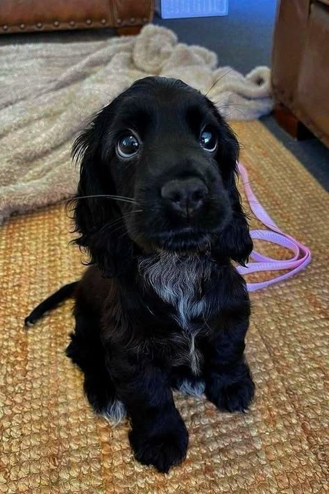 For more : cute | #Black_Cocker_Spaniel_Puppies #Puppies_Wallpaper #Dog_Storage #Black_Cocker_Spaniel Perro Cocker Spaniel, Psy I Szczenięta, Söt Katt, Puppy Dog Eyes, Cute Animals Puppies, Very Cute Dogs, Really Cute Dogs, Spaniel Puppies, Cute Little Puppies