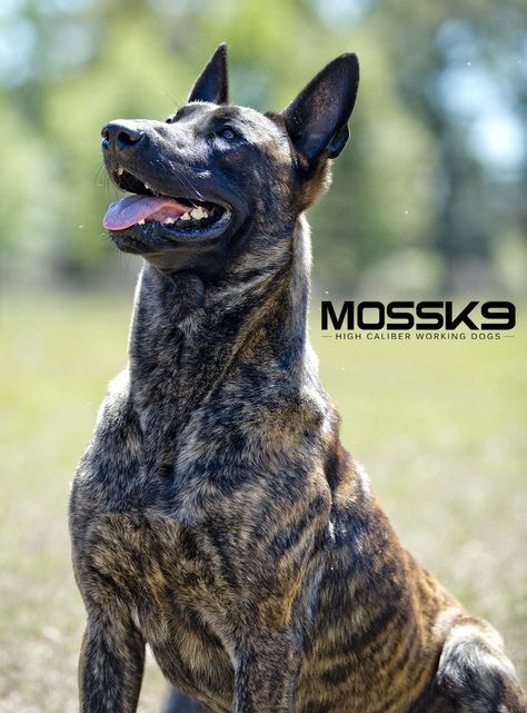 KNPV Dutch Shepherd Belgian Malinois Working Dog Moss K9 Malinois Puppies For Sale, Dutch Shepherd Dog, Malinois Puppies, Dutch Shepherd, Belgian Malinois Dog, Malinois Dog, Psy I Szczenięta, Working Dog, Military Dogs