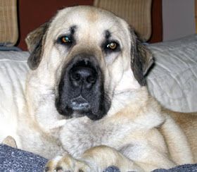 Anatolian Shepherd Puppies, Training A Dog, Kangal Dog, Livestock Guardian Dog, Livestock Guardian, Hasil Pertandingan, Puppies For Adoption, Disabled Dog, All Breeds Of Dogs