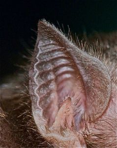 Common vampire bat's ear Common Vampire Bat, Vampire Ears, Heightened Senses, Christmas Reference, Bat Ears, Bat Species, Cool Monsters, Vampire Bat, Creatures Of The Night