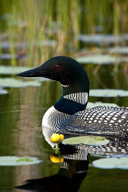 Loon. via Belinda Chatsuwan. The Creator is the Master designer whose creations never cease to surprise and amaze me. Common Loon, Kinds Of Birds, All Birds, Exotic Birds, Pretty Birds, Bird Photo, Colorful Birds, Sphynx, Wild Life