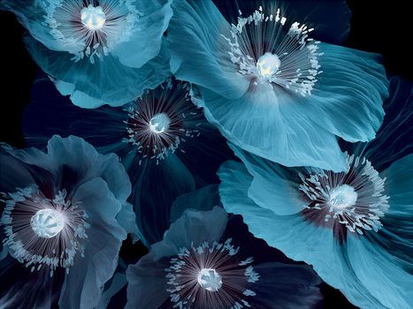 Fleurs De Pavot by Michel Gantner Photo D Art, Blue Poppy, Lukisan Cat Air, Arte Floral, Blue Aesthetic, Love Flowers, Flowers Photography, Pretty Flowers, Color Inspiration