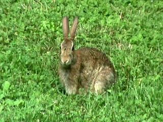 Here is a short rundown of the things I've had success feeding wild rabbits. Wild Rabbit Food, Wild Rabbits, Rabbit Feeder, Rabbit Pen, Wild Bunny, Wild Growth, Rabbit Habitat, Meat Rabbits, Keep Your Distance