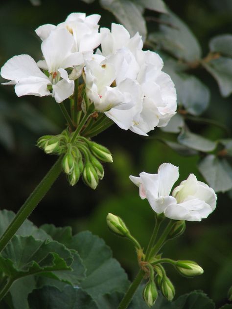 Overwintering Geraniums, White Geraniums, Pelargonium Geranium, Growing Geraniums, Geranium Care, Cranesbill Geranium, Drought Resistant Plants, Sweet Flowers, Overwintering