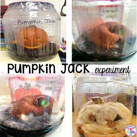 October Science Kindergarten, Pumpkin Jack Science Experiment, Fall Science Experiment Preschool, Fall Science Projects For Preschool, Pumpkin Science 1st Grade, Pumpkin Baking Soda Experiment, Pumpkin Decomposition Experiment, Pumpkin Curriculum Preschool, Pumpkin In A Jar Experiment