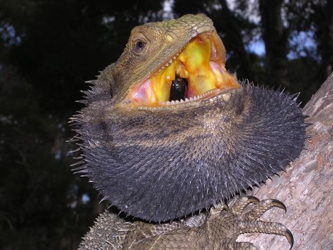 An Eastern Bearded Dragon (Pogona barbata) on the trunk of a leaning tree. Eastern Bearded Dragon, Savannah Monitor, Fat Tailed Gecko, Bearded Dragon Diet, Bearded Dragon Care, Pet Lizards, Amazing Trees, Pet Dragon, Exploring Nature