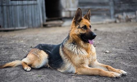 Cosas que quizás no sabías de tu pastor alemán Female German Shepherd, Smartest Dogs, German Shepherd Breeds, Shepherd Dog Breeds, Most Popular Dog Breeds, Dog Brushing, Guide Dog, Popular Dog, Dog Obedience