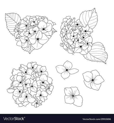 Doodle Black And White, Flower Draw, Hydrangea Tattoo, Flor Tattoo, Hydrangeas Art, Blue Hydrangea Flowers, Remembrance Tattoos, Draw Doodle, Botanical Drawing