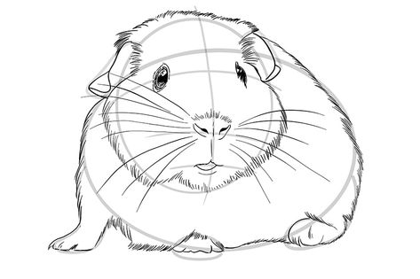 Pig Drawing Simple, Rodent Drawing, Guinea Pig Drawing, Pig Drawing Easy, Drawing Tips And Tricks, Pig Sketch, Pig Tattoo, Pet Rodents, Ancient Tattoo