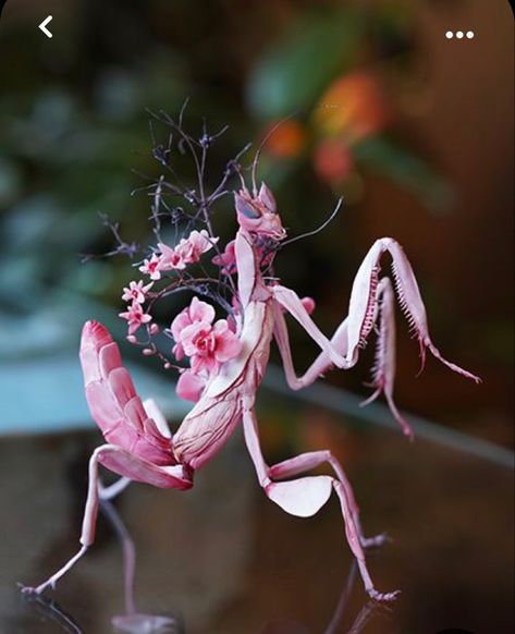 It’s pink and is a pre-mantis Praying Mantis Sculpture, Ellen Jewett, Tiki Ideas, Pretty Bugs, Pink Moth, Orchid Mantis, Cute Fantasy Creatures, Beautiful Bugs, Praying Mantis