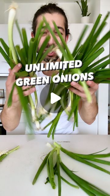 How To Store Green Onions, Plant Hacks, Green Onion, Kitchen Hacks, Green Onions, How To Grow, Onions, To Grow, Recycling