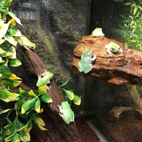 Whites Tree Frog Enclosure Ideas, Terrarium For Frogs, Whites Tree Frog Enclosure, White Tree Frog Enclosure, Whites Tree Frog Terrarium, Tank Pets, Frog Enclosure, Paludarium Ideas, Tree Frog Terrarium