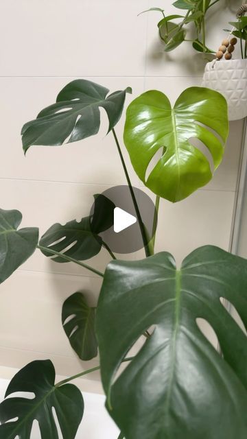 "The beautiful unfurl of a fenestrated Monstera Deliciosa leaf! This plant has been hydro (living in water) for over a year now - she’s a wonder 🌿💧 #unfurling #unfurlingleaf #MonsteraDeliciosa 
.
.
.
.
#plantlovers #calmingvideos #unfurl #fenestration #timelapse #houseplants #aroids #aroidsofinstagram #monsteralovers #melbourneplantclub #hydroplant #hydroponic" Hydro Plants, Monstera Deliciosa, Wonder, Plants, Water