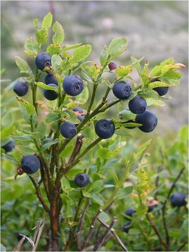 Growing Blueberries, Blueberry Farm, Wild Blueberries, Katniss Everdeen, Stardew Valley, Fruit And Veg, Coffee Cake, Blueberries, Sour Cream