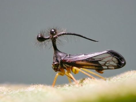 Amazing Animals Pictures: The Brazilian Treehopper, the more strange and surreal insect of the World (Bocydium globulare) (20 Pics) Nature And Wildlife, Animals Pictures, Amazing Animals, The Animals, Animals Pets, Animal Pictures, Surrealism, Insects, Sci Fi