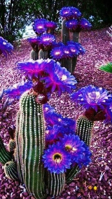 Unicas flores moradas de cactus. Purple Cactus, Garden Purple, Cactus House Plants, Succulent Landscape Design, Blooming Cactus, Succulent Landscaping, Alpine Plants, Desert Flowers, Garden Types