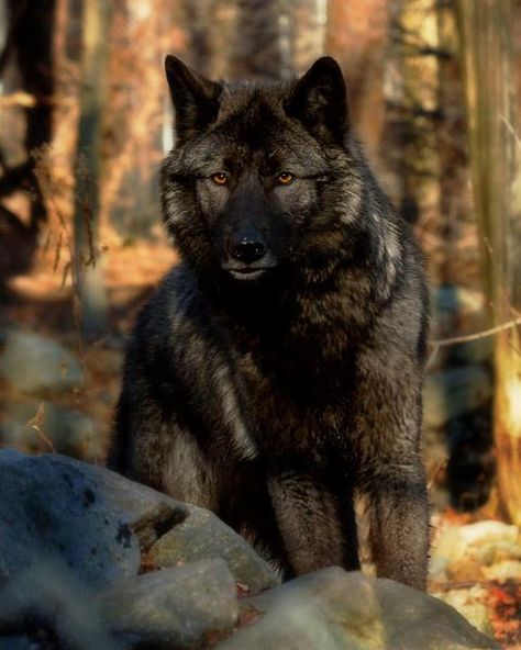 what is it about a wolf that make one just stop for a minute and look Werewolf Concept, Wolf Hybrid, Wolf Quotes, Wolf Photos, Wolf Love, Wild Wolf, Wolf Pictures, Wolf Spirit, Beautiful Wolves