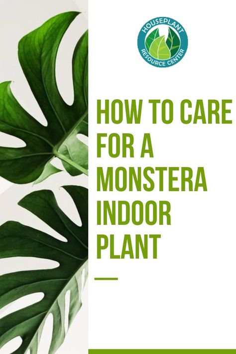 Before we talk about how to care for a monstera, one of the hottest newcomers on the houseplant scene, let's discuss a little about this fabulous plant. The Monstera deliciosa is also known as the swiss cheese plant or hurricane plant. Some people still call them split-leaf philodendrons as Monstera Split Leaf, Growing Monstera, Monstera Plants, Air Layering, Plants Care, Cucumber Trellis, Fig Plant, Swiss Cheese Plant, Cheese Plant