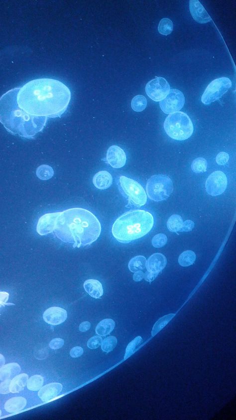 Jelly Fish Aquarium Aesthetic, Sea Seal, Moon Jelly, Kawaii Pokemon, Sea Jellies, Confetti Sprinkles, Jelly Wallpaper, Blue Jellyfish, Beautiful Sea Creatures