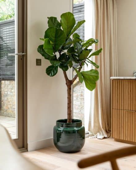 Balcony Shade, Tall Indoor Plants, Fiddle Leaf Tree, Indoor Tree, Fiddle Leaf Fig Tree, Ficus Lyrata, Indoor Trees, Potted Houseplants, Fiddle Leaf