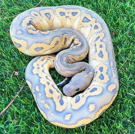 Ball Python Pet, Pastel Ghost, Cool Snakes, Animal Aesthetic, Black Pastel, Colorful Snakes, Pretty Snakes, Ball Python Morphs, Ball Pythons