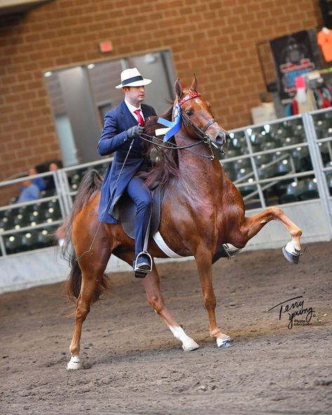 Saddleseat Equitation, Saddlebred Horses, American Saddlebred Horses, Walking Horse, American Saddlebred, Saddle Seat, Show Horses, Chestnut, Saddle