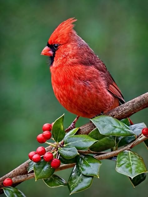 Cardinal in the Holly Regard Animal, Bird Sitting, Bird Crafts, Red Bird, Airbrush Art, Cardinal Birds, Backyard Birds, Bird Pictures, Bird Drawings