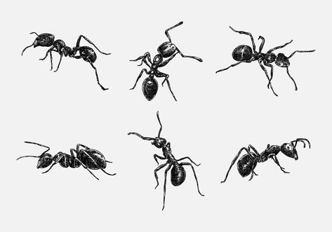 Set of hand drawn illustration of an ant. sketch, realistic drawing, black and white. With different size, type, gesture, type. Vector illustration monochrome color. Ant Drawing Reference, Ant Tattoo Design, Ants Drawings, Ant Doodles, Ant Drawing Easy, Insect Drawings, Insects Illustration, Bug Drawing, Bug Illustration