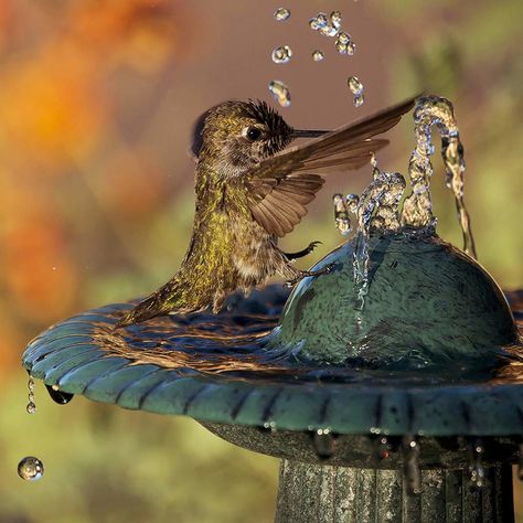 hummingbird bird bath fountains Hummingbird Bird Bath, Bird Bath Fountain, Solar Fountain, Backyard Water Feature, Hummingbird Garden, Weather Channel, How To Attract Hummingbirds, Humming Bird Feeders, Backyard Birds