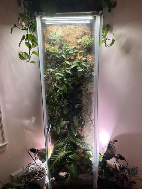 Terrarium Cabinet Makeover! — The Midwestern Jungle. Diy Curio Cabinet Terrarium, Glass Cabinet Terrarium, Giant Terrarium, Cabinet Terrarium, Terrarium Cabinet, Ikea Terrarium, Plant Cabinet, Greenhouse Cabinet, Wall Terrarium