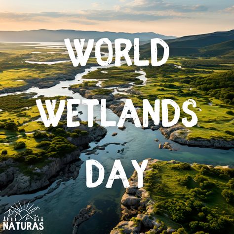 February 2 🍃 World Wetlands Day - Let's celebrate these vital ecosystems! Wetlands are nature's unsung heroes, disappearing at an alarming rate. It's time to protect and cherish these ecological treasures. 🌍💧 #WorldWetlandsDay #NaturasEcoHeroes International Day Of Action For Rivers, Wetland Biome, Wetland Research Center, World Wetlands Day, World Environment Day 2022, Unsung Hero, Let's Celebrate, Lets Celebrate, Ecology