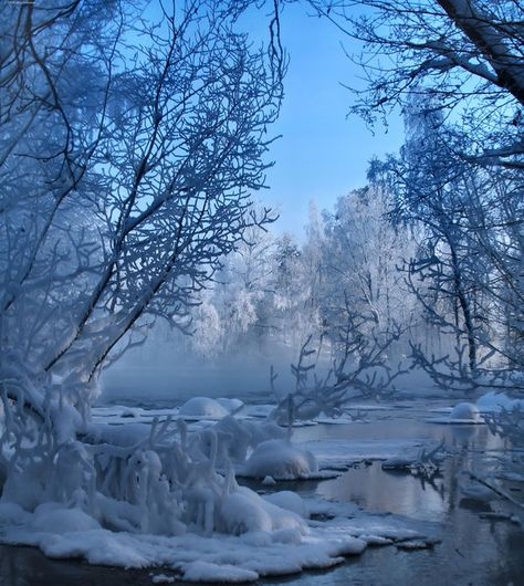 Beautiful snow covered trees and ice and snow on the water. You can feel the freezing air causing your nose to turn red and you cheeks to get frosty! Beautiful Winter Scenes, Snow Pictures, Snow Covered Trees, Winter Scenery, Winter Beauty, Snow And Ice, Snow Scenes, Winter Pictures, Winter Trees